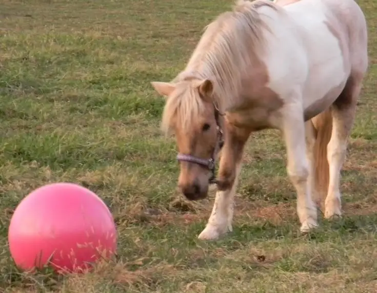 Herding Ball for Dogs Blue Heelers, Horse Ball & Ball Cover