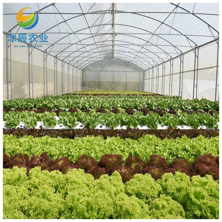 Cheap Price Film Greenhouse / Multi-span Greenhouse For Sale