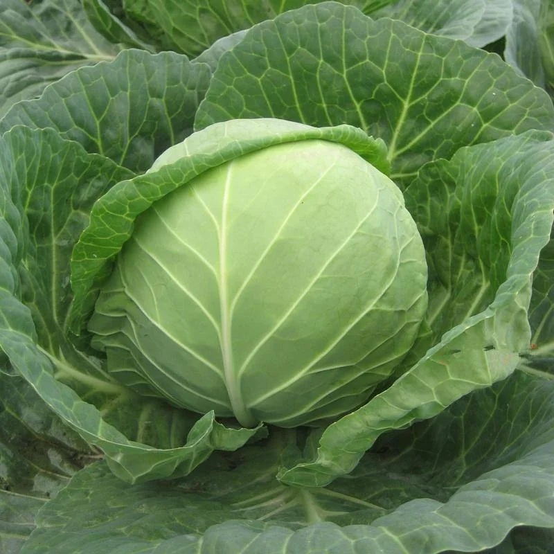 New Crop Chinese/china Fresh Cabbage Vegetables Good Quality Wholesale Low Price
