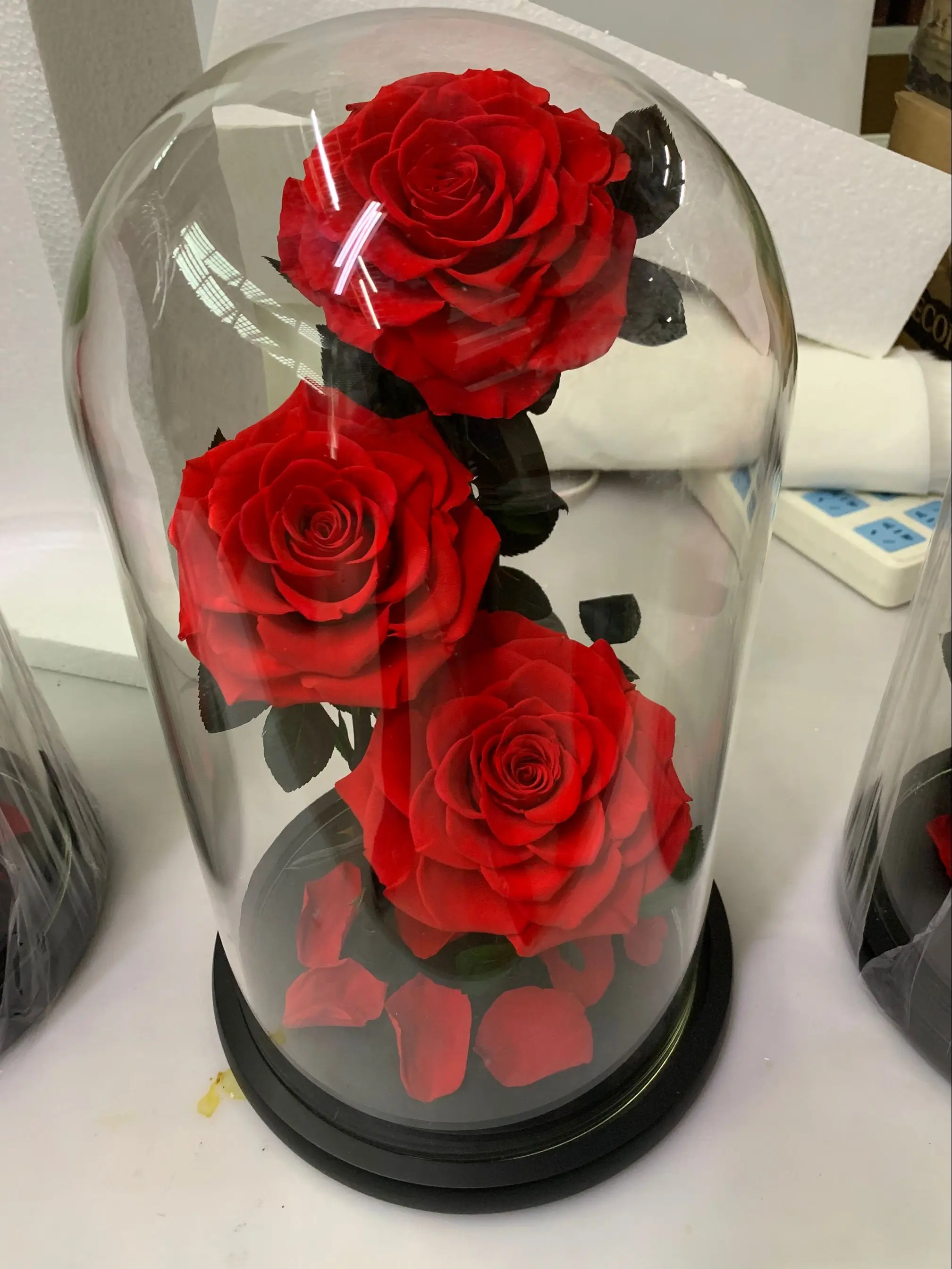 Large preserved flower rose in glass bottle and shell