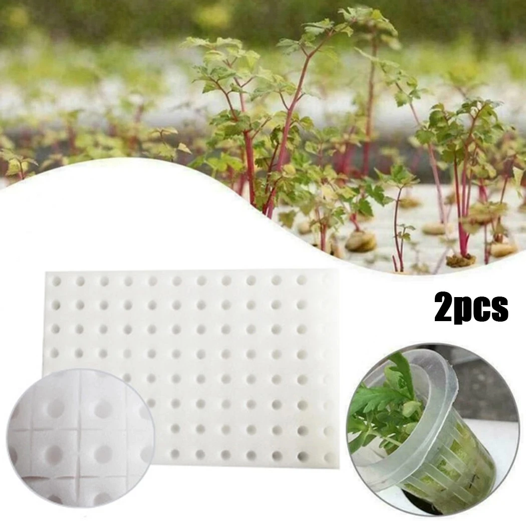 Custom Wholesale Seed Vegetable Hydroponic Seeding Planting Gowing Sponge Gourd Seeds for