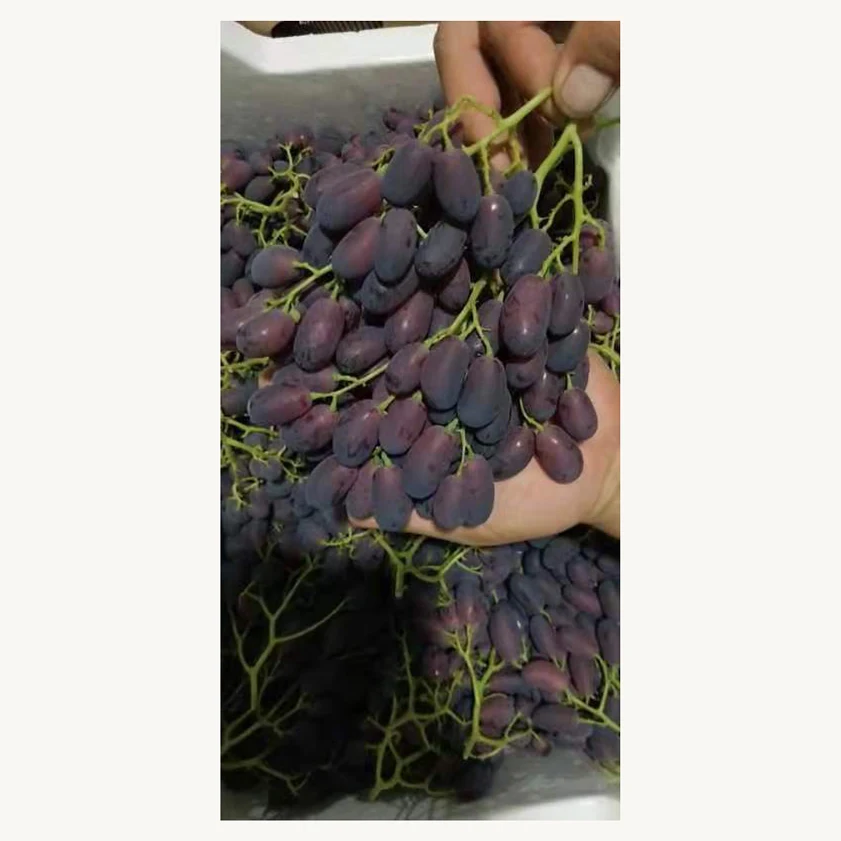 Профессиональная ферма, оптовая продажа, надежный свежий органический виноград