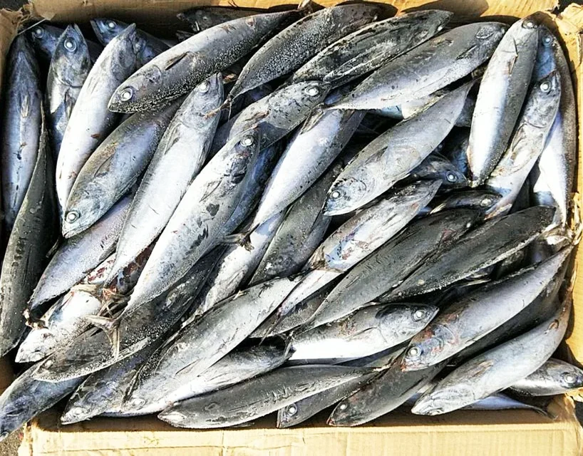 Замороженная Рыба Бонито круглая тунец для продажи