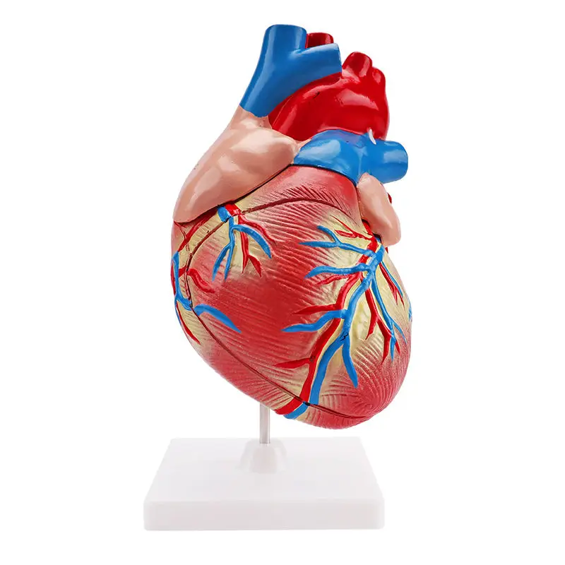 Human Heart model 5X Color for medical science anatomy learning