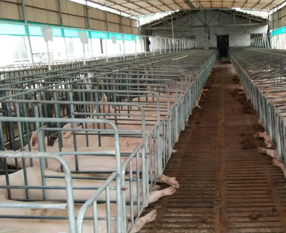 Low cost prefabricated metal structure dairy cow shed