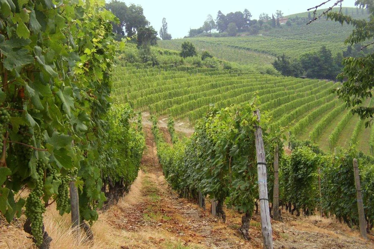 Langhe Arneis dop, Italian White Dry Wine  from Langhe region, Piedmont, available in 75 cl and 37.5 cl bottle