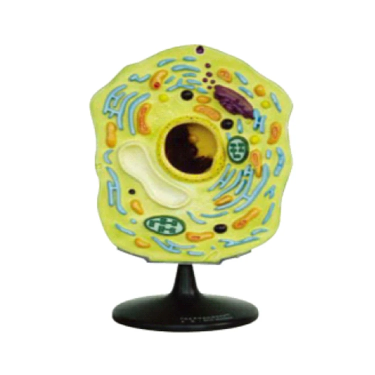 
30x20x51cm high quality plant cell model for biology teaching use 