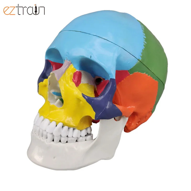 Human Skull Model Colored, Skull Anatomy Model Life Size, 3 Parts
