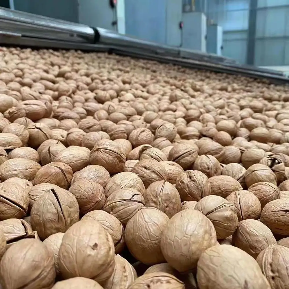Sweet Walnut Nuts Dried Fruit with a Nutty Taste