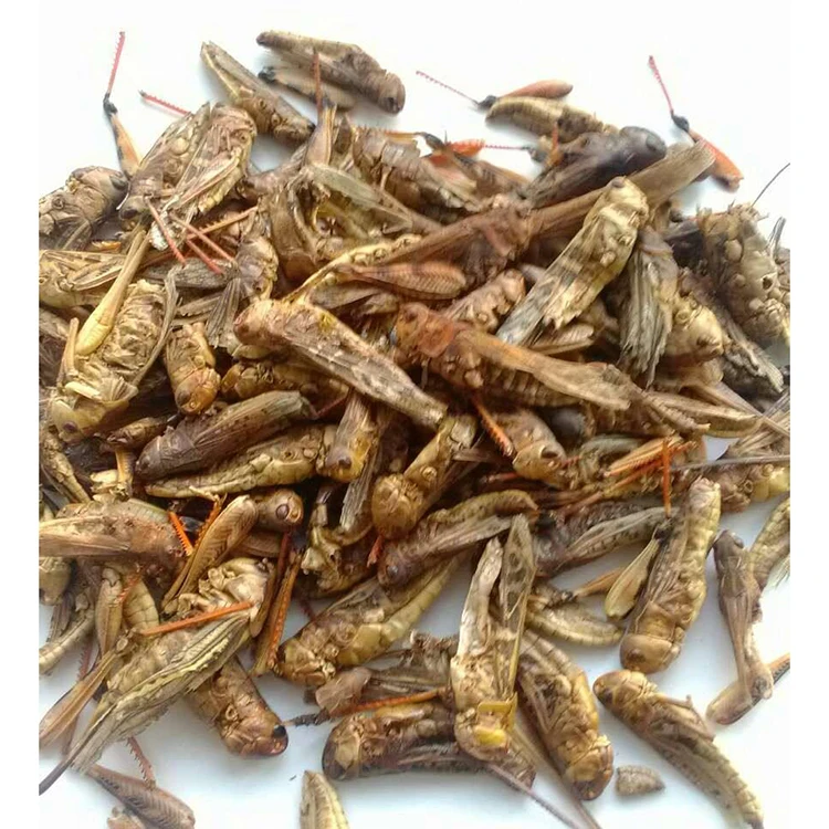 Wholesale nourishing harmless freeze dried grasshopper