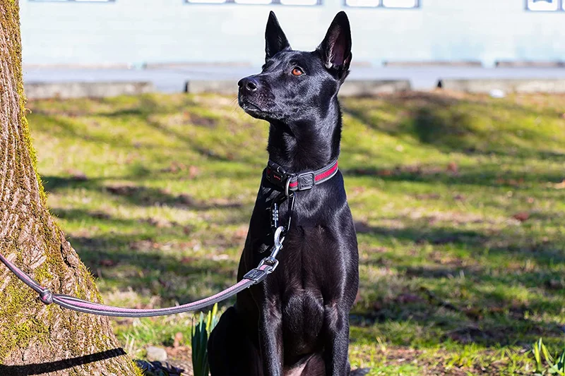 Wholesale 12KN Wire Gate Camping Screw Buckle Lock Hooks OEM Aluminium Carabiners