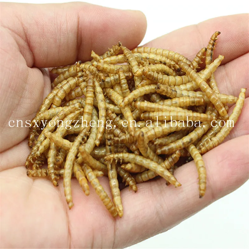 factory price top quality animal feed dried earthworm for fish feed