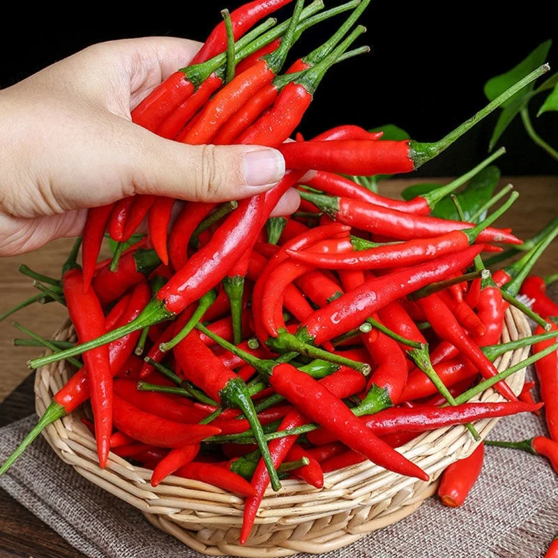 100% натуральный зрелый свежий сезонный острый красный перец проса Юньнань свежеотборный и продаваемый