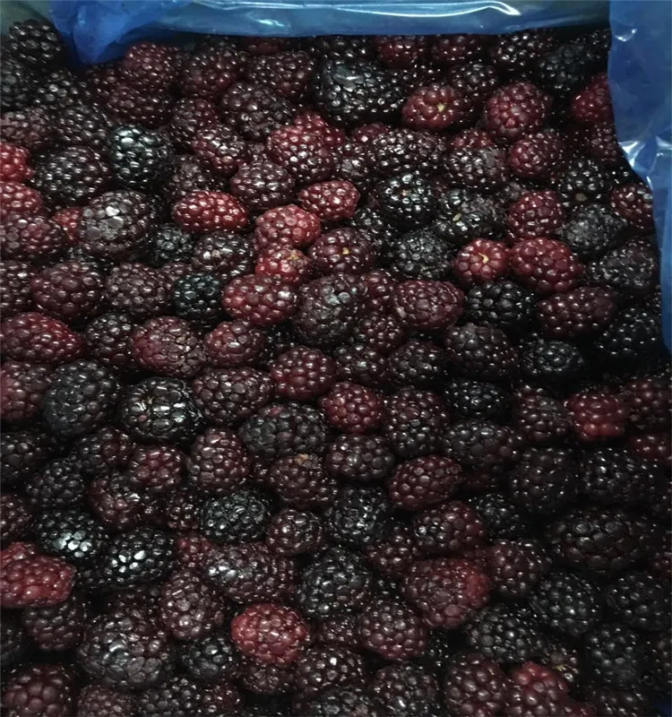 Organic IQF Frozen Blackberries: Bulk Wholesale Pulp From China