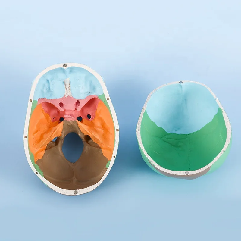 3 parts colored skull model,Detachable Colored Human Skull Medical School Anatomical Demonstration