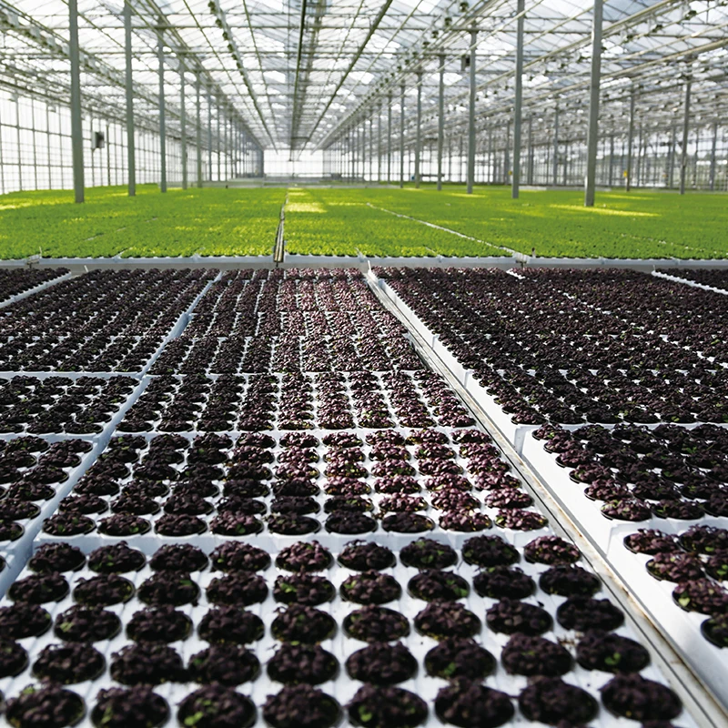 Wholesale Quality Agricultural Tomato Black Square 72 Cells PS Plastic Seedling Trays