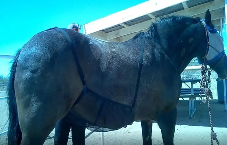 Horse racing clothing Horse belly shield cover pet horse insect bites Breathable net anti scratch equestrian equipment