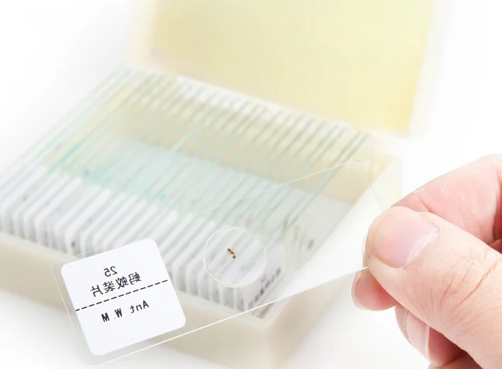 
Prepared glass biology histology teaching slides for student learning on microscope 