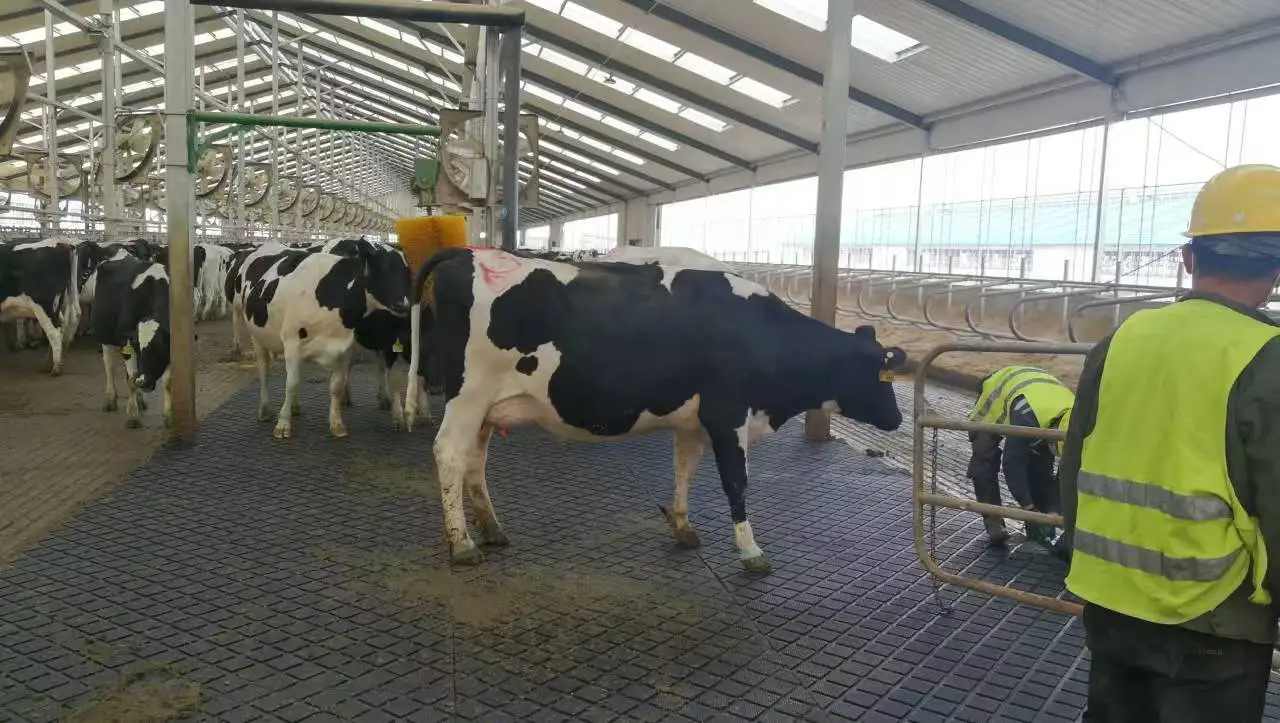 Hot Sale Horse Cow non slip  Mats Stable Mat Stall Mats Flooring For Horse cattle Milking Parlor