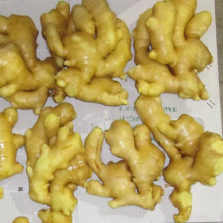 Sinofarm  2022 Wholesale organic fresh king of ginger price export from Shandong China