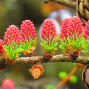 
Onion Shampoo Almond Oil Anti Hair Loss Natural Vegan Hair Growth Onion Seed Oil For Hair Fall Control 