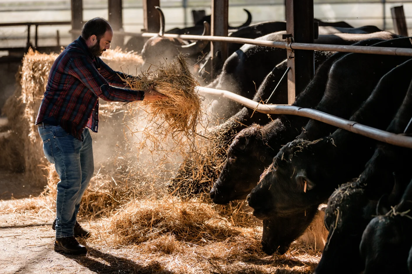 Francia Latticini Healthy Ingredients Sweet And Fresh Mozzarella Cheese With ISO Certification