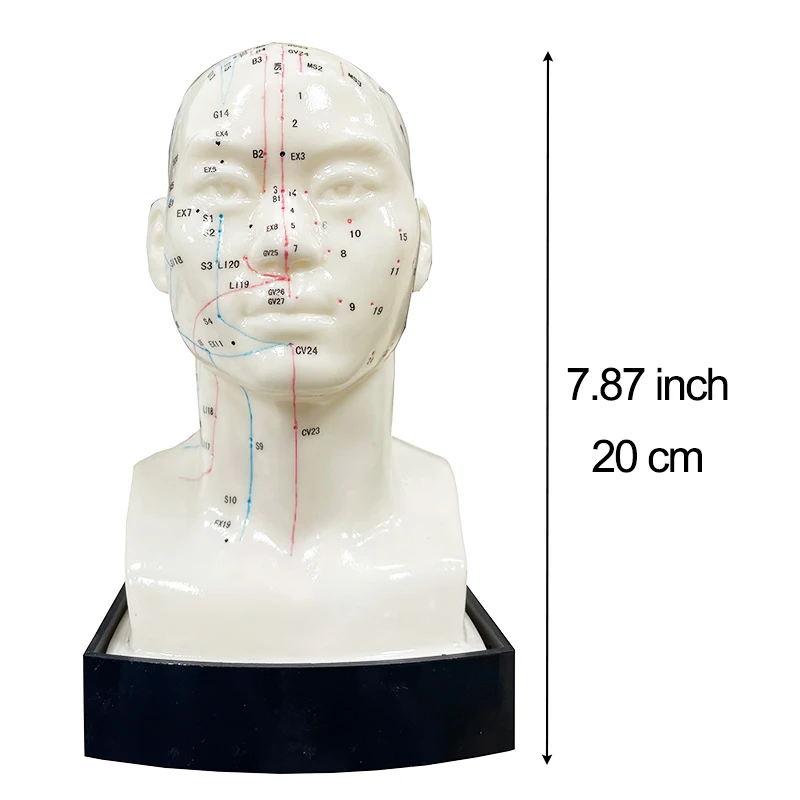 Shopping Extravaganza High Quality Medical Use Acupuncture Model Head Acupuncture Model Instructional Acupoint Teaching Model