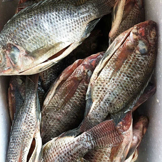 Реалистичные круглые рыбные продукты тилапии, поставка из Китая