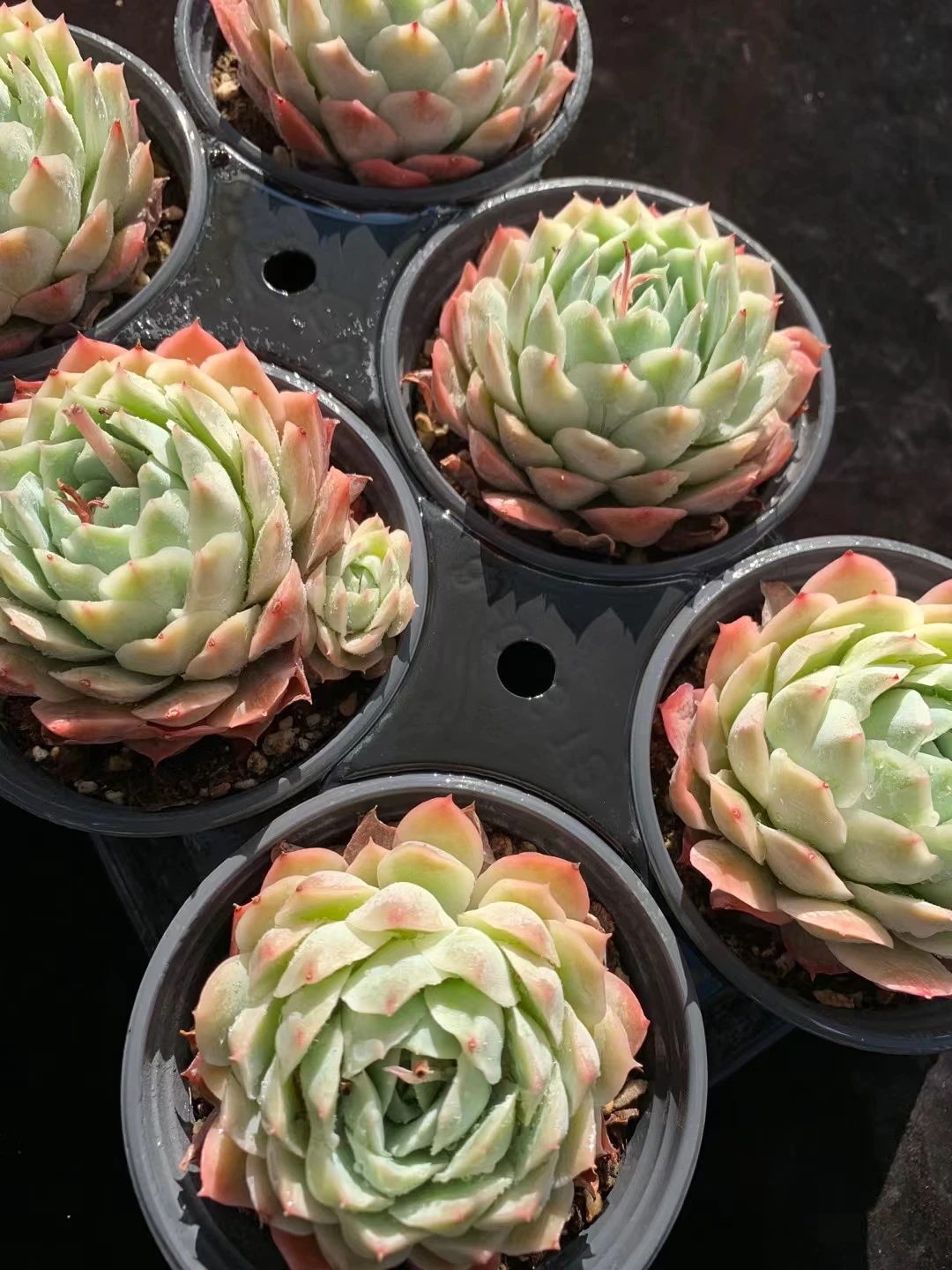 
wy32 Echeveria Jeongwol Live Plant Natural Succulents Woody Plants indoor plant 