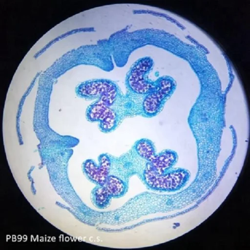 Pro-Botany Prepared Microscope Slides Biology Science Education Prepared Slides 100pcs Packed in Slide Box