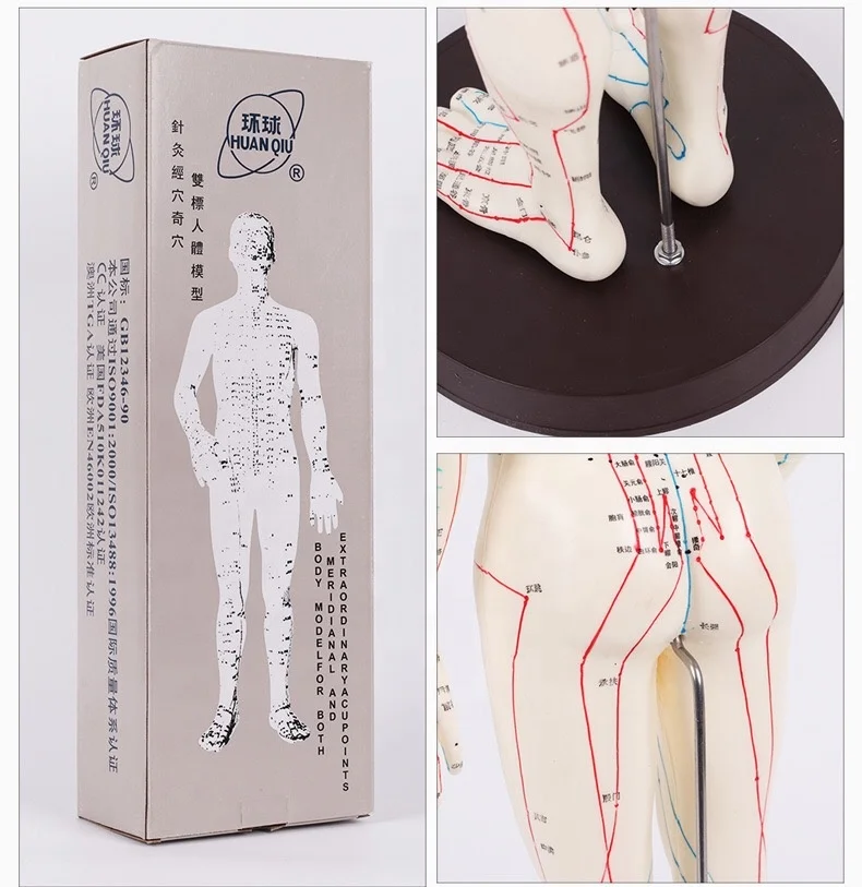 huanqiu brand male 50cm female 48cm Human meridians body acupuncture point model
