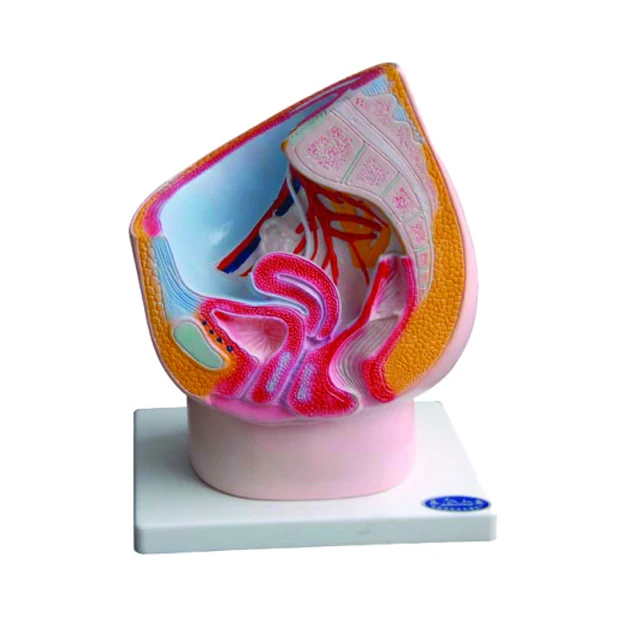 genital organ model female genital organ,woman genital organ