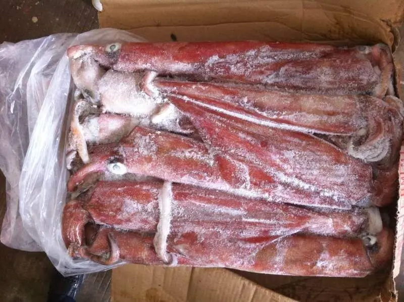 box packing frozen loligo squid tube