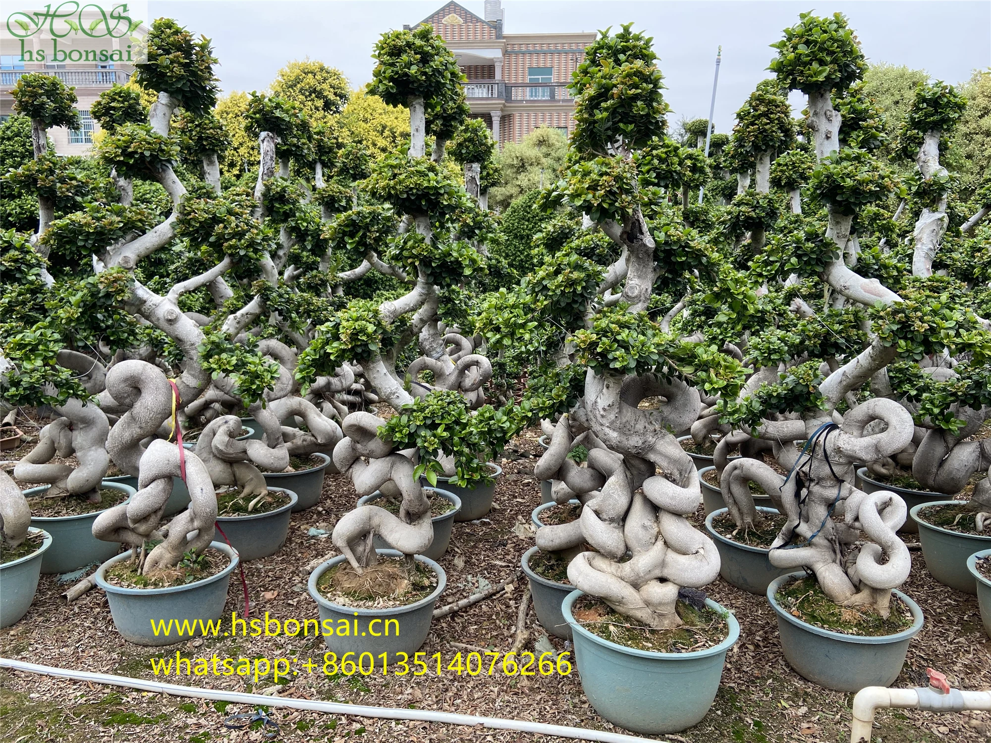 
Beautiful FICUS MICROCARPA ,Chinese Banyan ,Ornamental plants ficus bonsai plants drago shape 