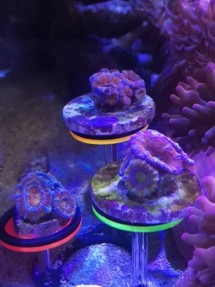 Coral Frag Rack Fluorescent Coral Frag Plug Sand Holder Marine Reef Aquarium Spare Parts Cultivating Live Coral