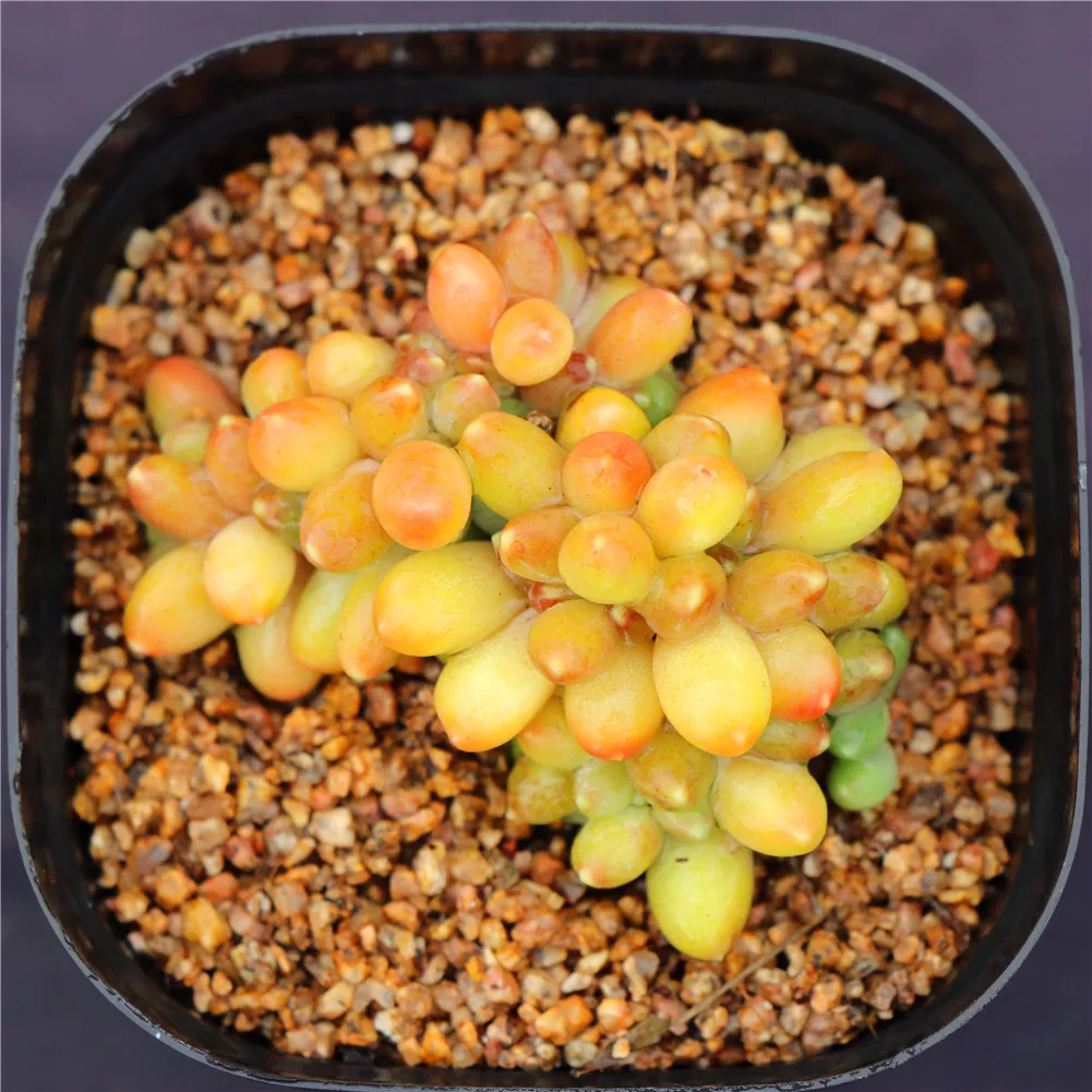 The most popular Korean rare succulents fresh cut flowers wholesale indoor plants