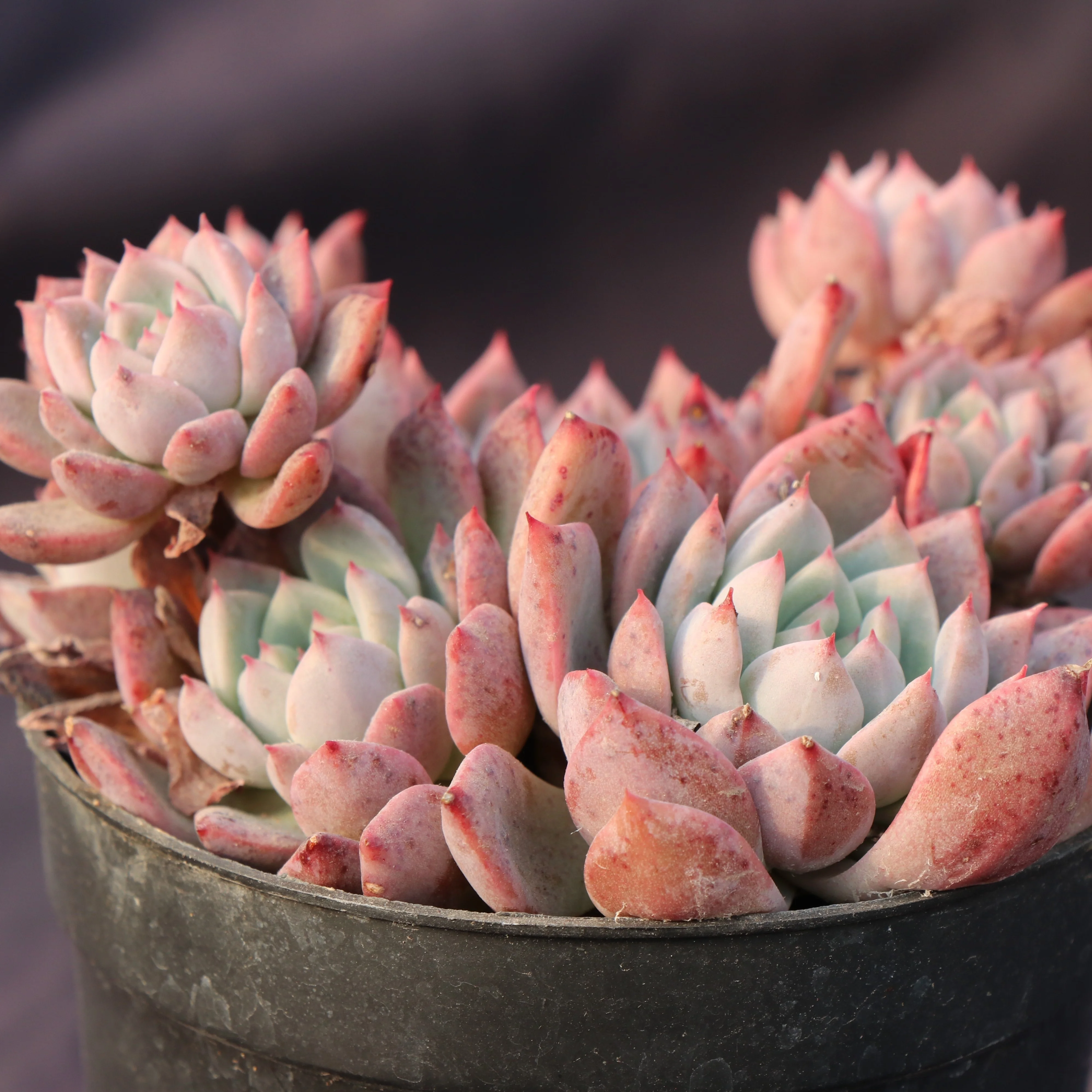 
Garden decoration echeveria gorgeous live natural succulenet plants house plant with attracive price 