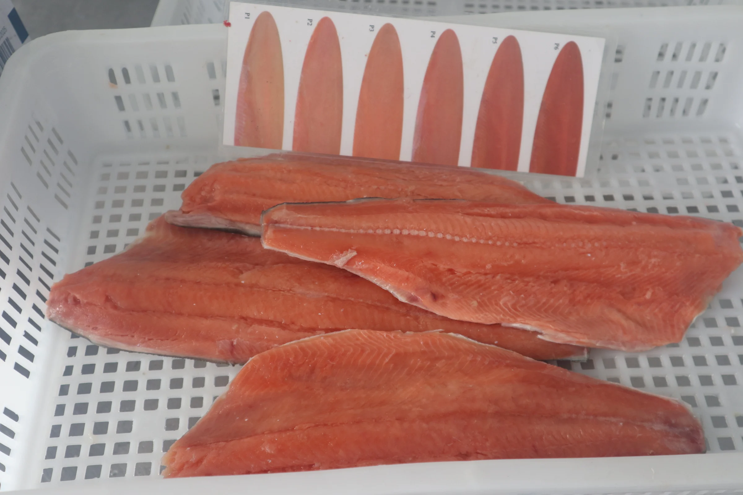 High Quality Frozen Pink Salmon Fillet China Good Price Fish Fillet