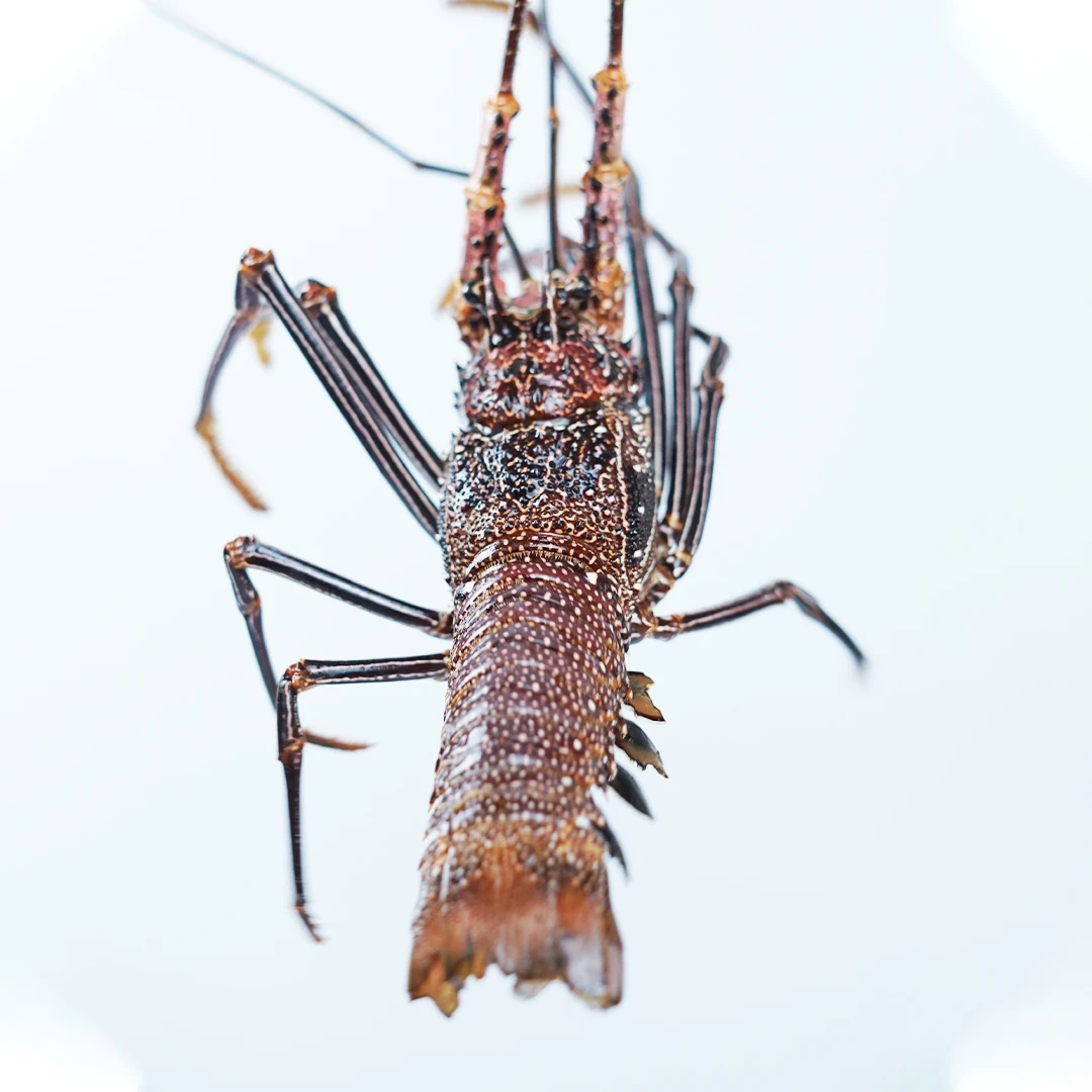 Wholesale Live Lobster Batik From Indonesia With Best Quality Best Price For Export