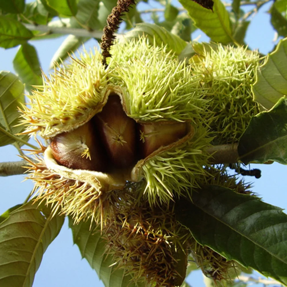 Новый Урожай 2022 года, свежие китайские каштаны Yanshan AS-Grade для продажи