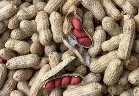 High Quality Organic Roasted Peanut Kernels Dried Raw Snack Processing Type Good Quality in Shell Peanut Kernels