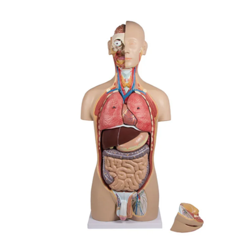 BMN/T011 85CM Dual Sex Human Torso Model 27 Parts mannequin torso anatomy