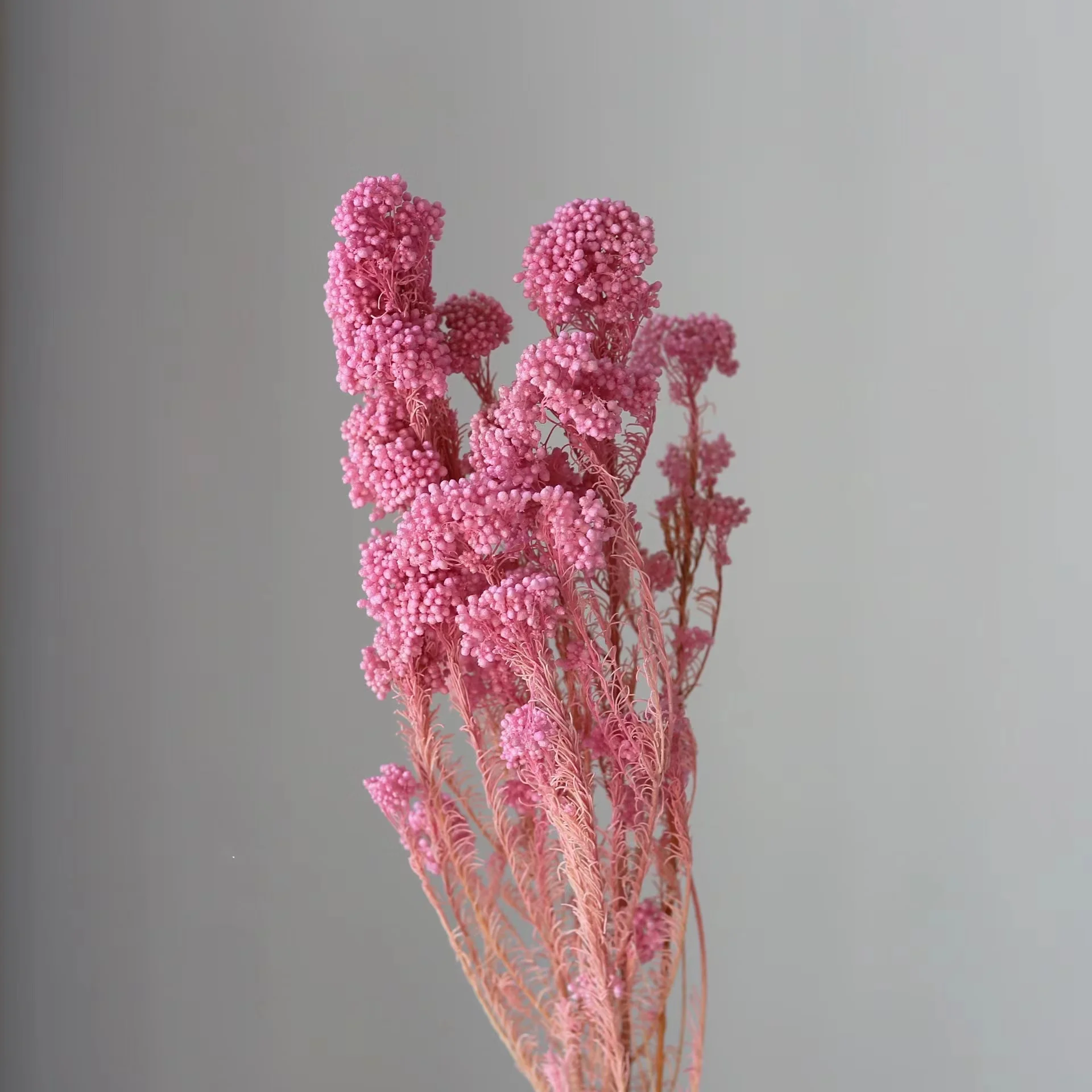 Online Best Selling Preserved Flower Preserved Millet Flowers for Home Decoration Dried Millet Flowers