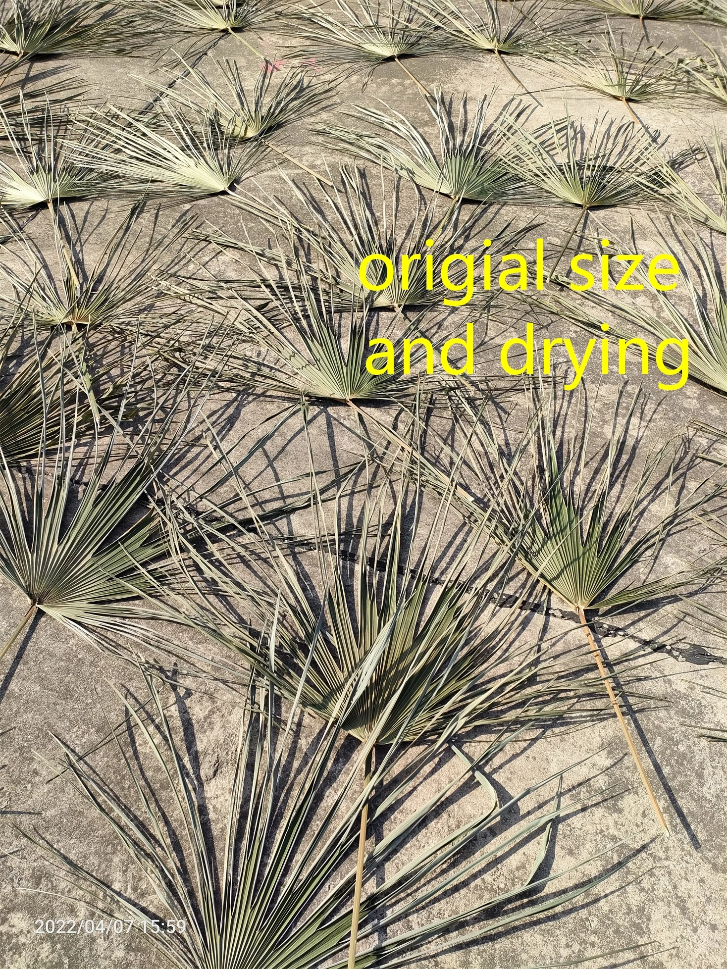 dried  natural spear palm fronds, sun fans, bifurcated spraying shape leaves,original Chinese supplier cheapest