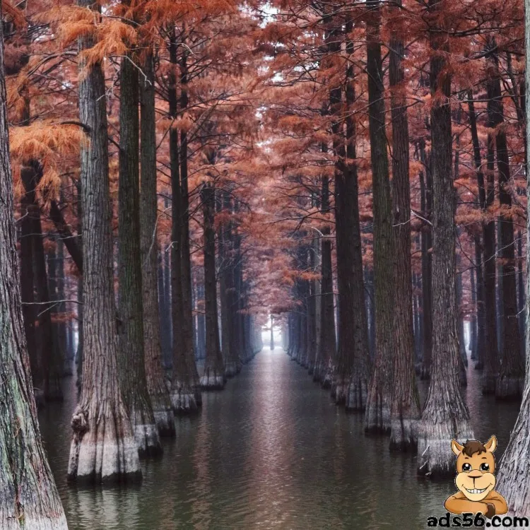 International logistics DHL FEDEX express shipping Air shipment door to door Freight forwarder China  to Australia pure battery