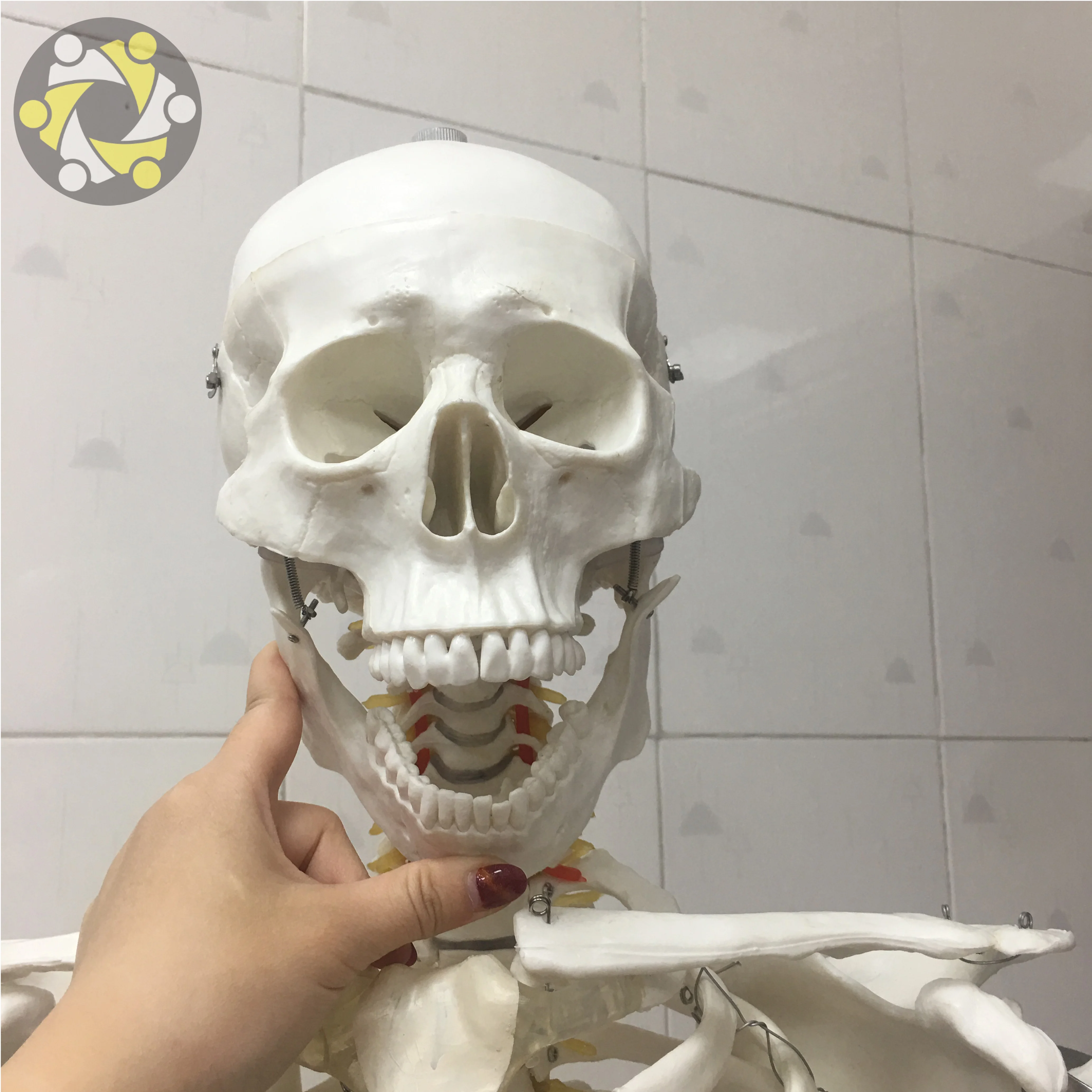 Медицинская медицина 170 см пластмассовая гибкая модель скелета человека в натуральный