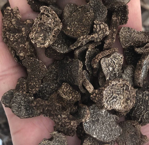 
Edible precious mushrooms natural sliced perigord truffle Tuber melanosporum 