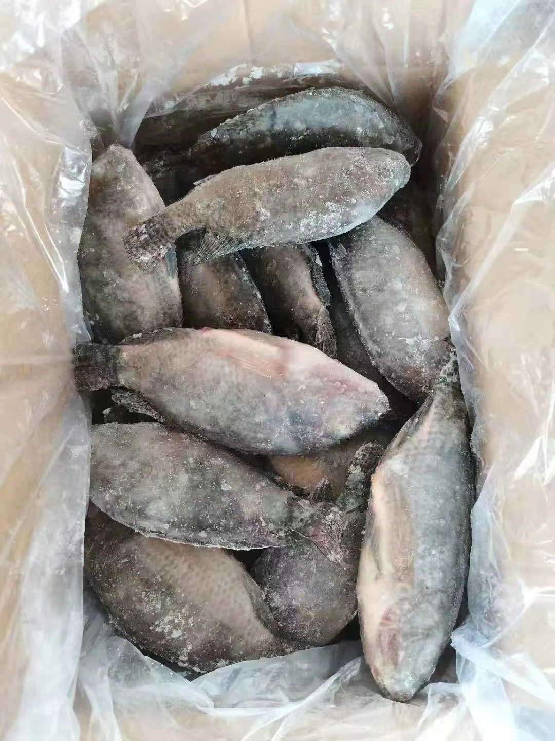China live Frozen Fresh Black Tilapia Fish Wholesales  Round For Sale