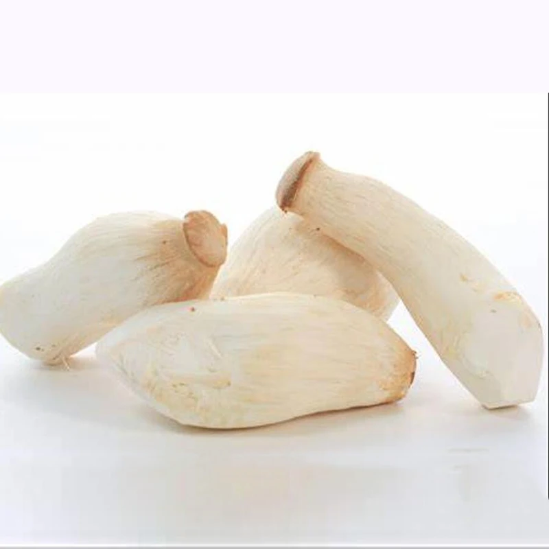 Food grade ISO and HACCP bulk mushroom of king oyster mushroom