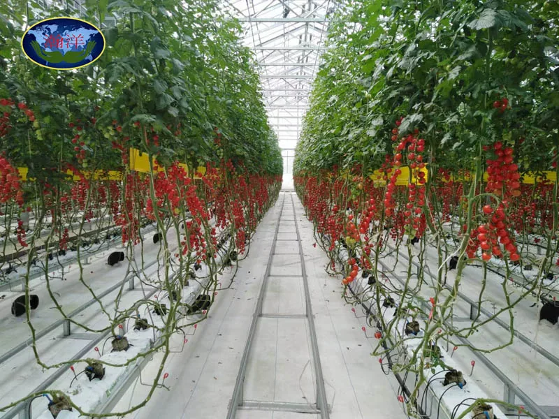 Venlo Glass Multi span Agricultural Greenhouse Tempered Glass Greenhouse Hydroponic Growing System Greenhouse